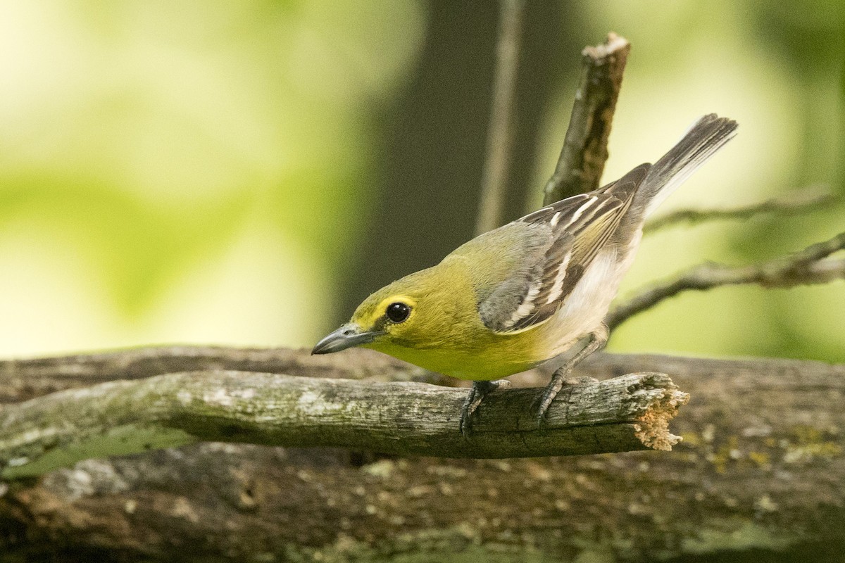 Vireo Gorjiamarillo - ML589409431