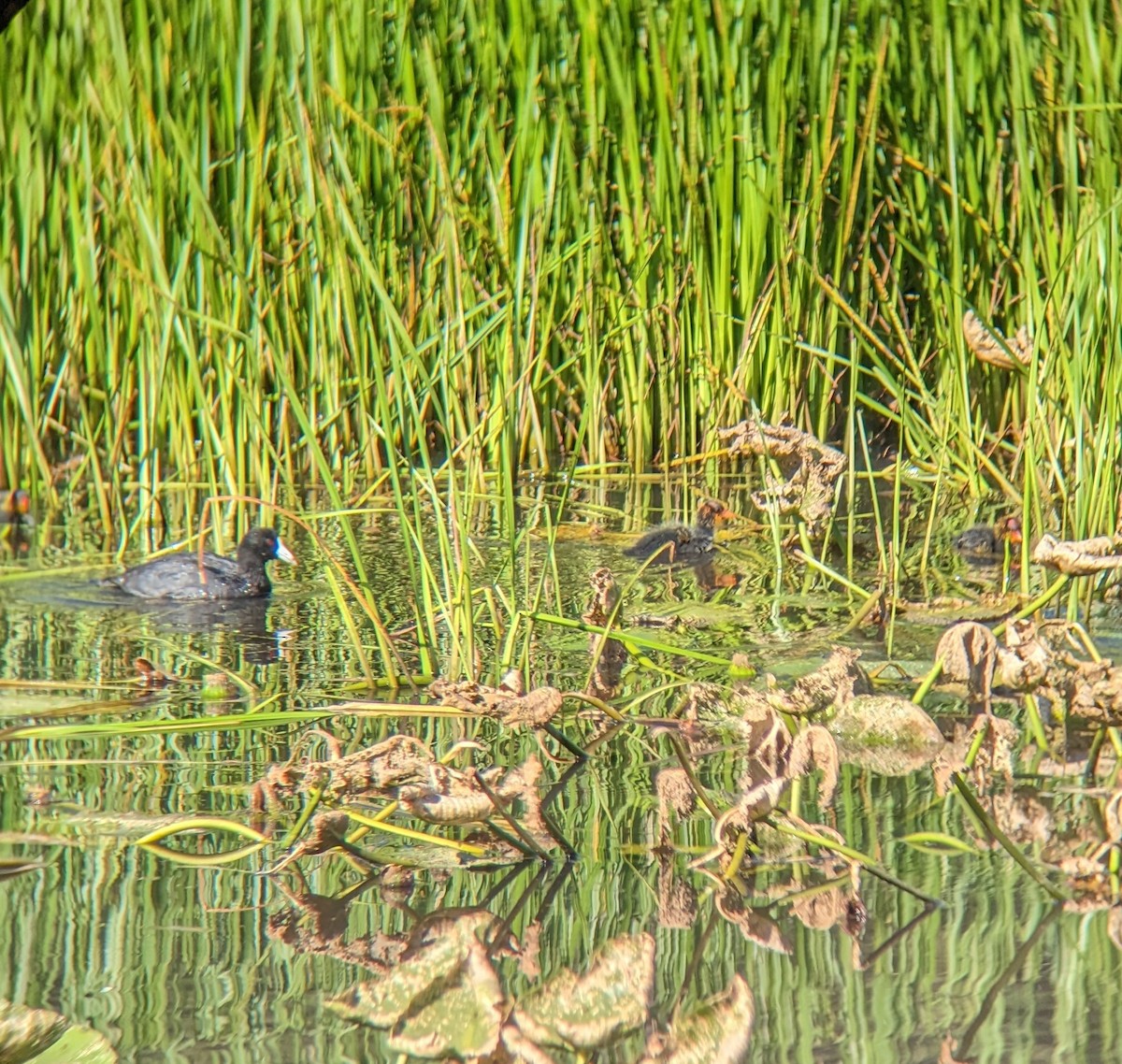 American Coot - ML589409851