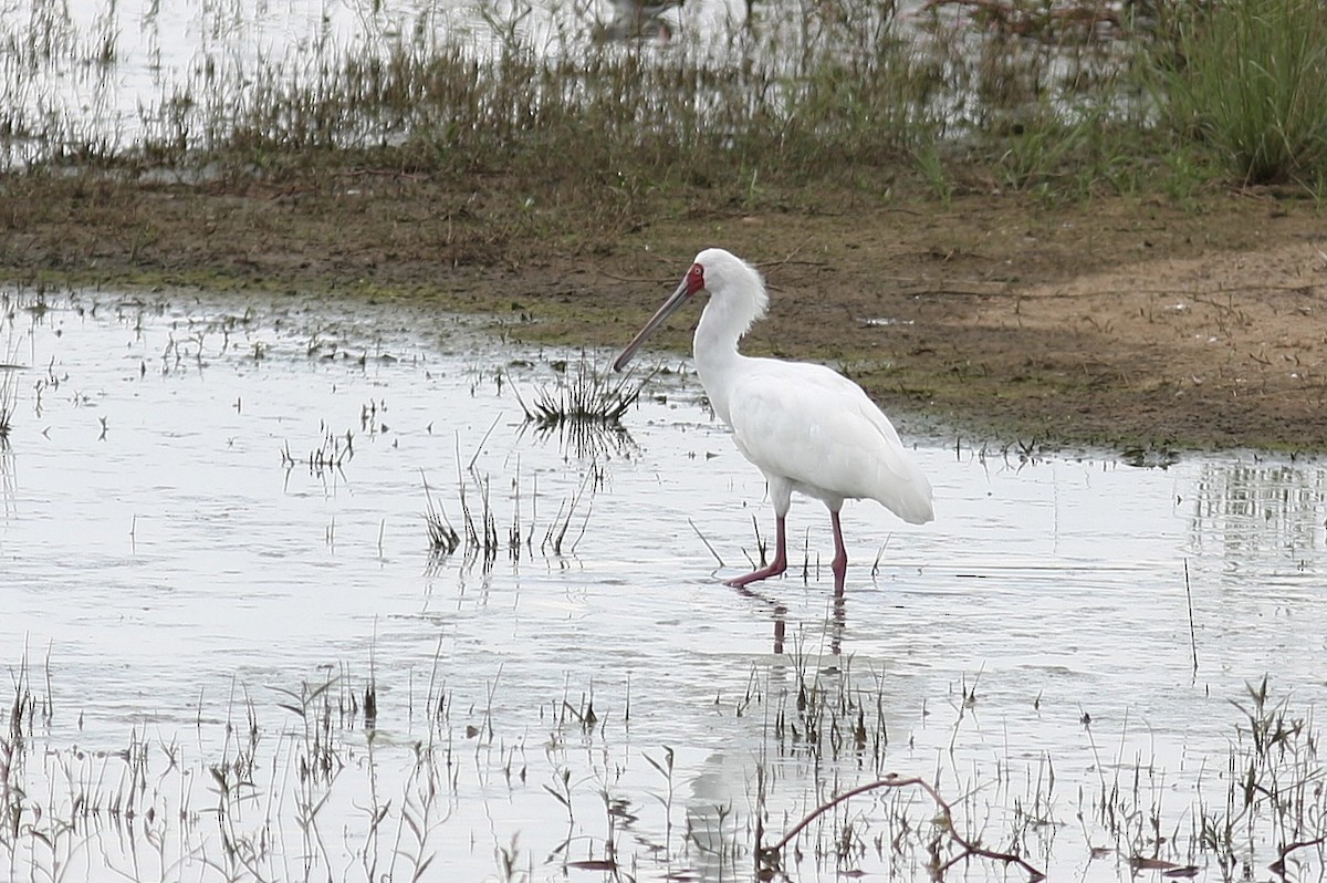 Espátula Africana - ML589410351