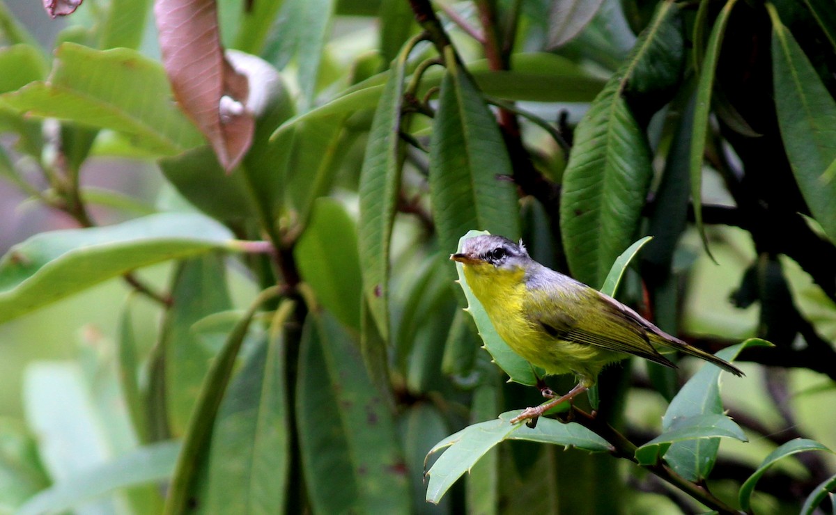 budníček šedohlavý - ML589410851