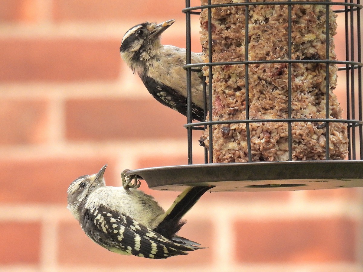 Downy Woodpecker - Bill Nolting