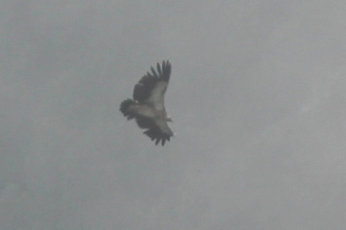 sup himálajský - ML589413141