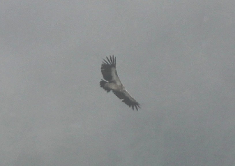 sup himálajský - ML589413151