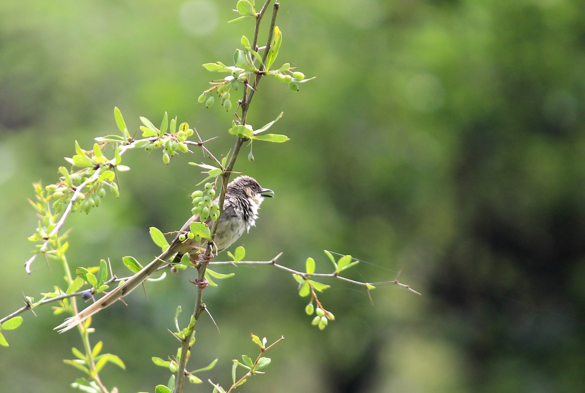 Himalayan Prinia - ML589413371