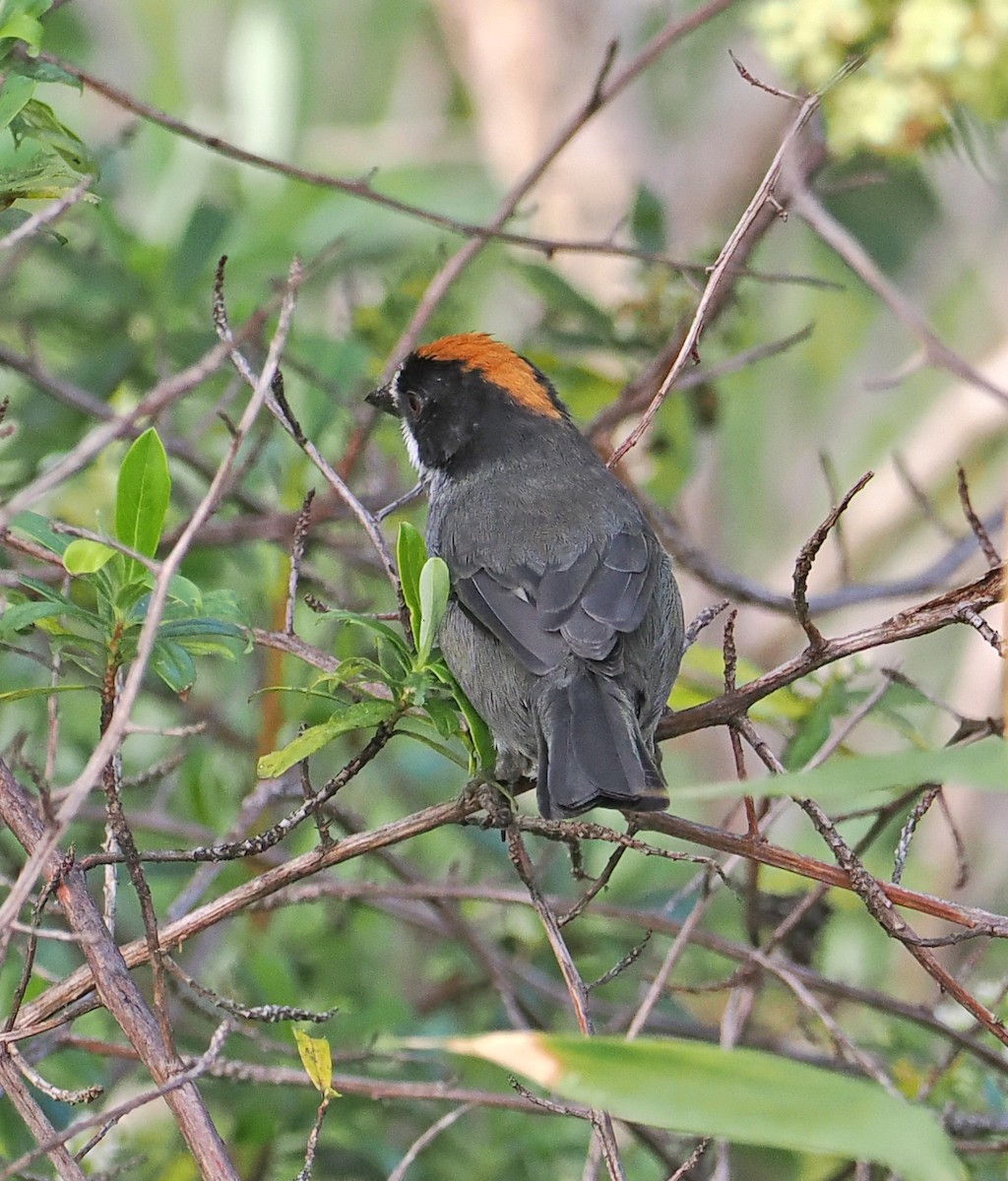 Slaty Brushfinch (Taczanowski's) - ML589413551