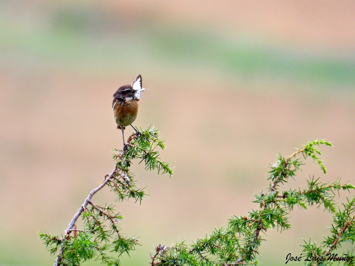 European Stonechat - ML589414211