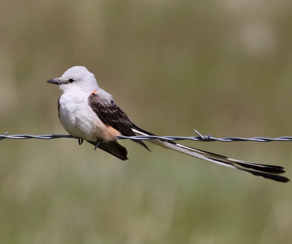 Scissor-tailed Flycatcher - ML58941431