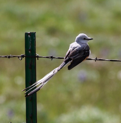 Scissor-tailed Flycatcher - ML58941441