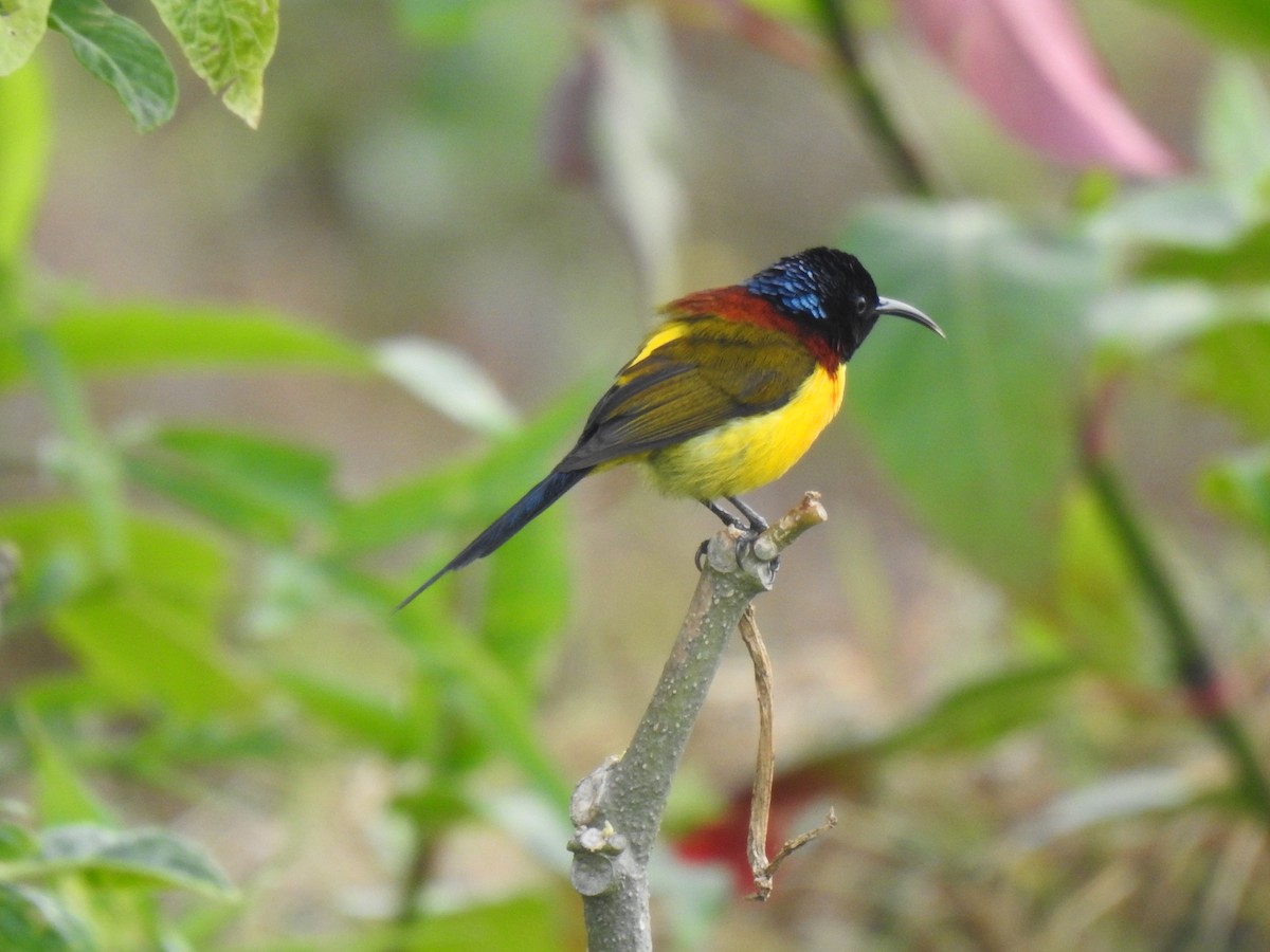 Green-tailed Sunbird - ML589414661