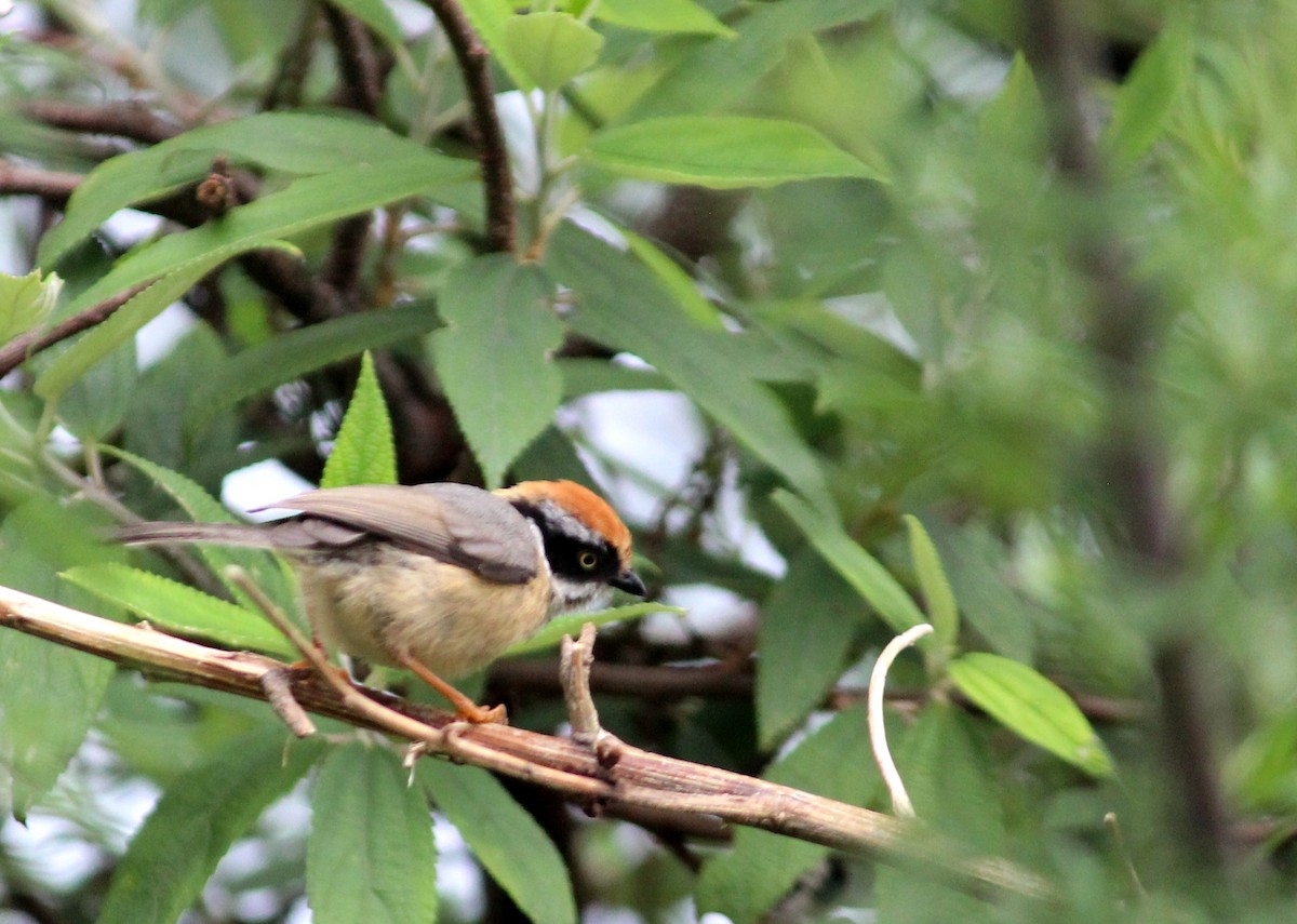 mlynařík kaštanovotemenný - ML589415421