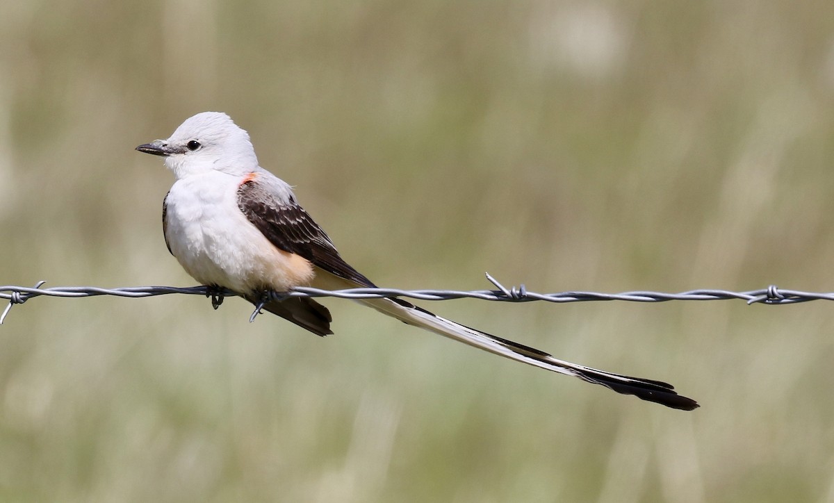 Scissor-tailed Flycatcher - ML58941551