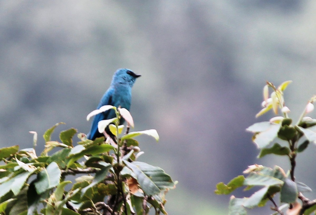 lejsek bleděmodrý - ML589416831