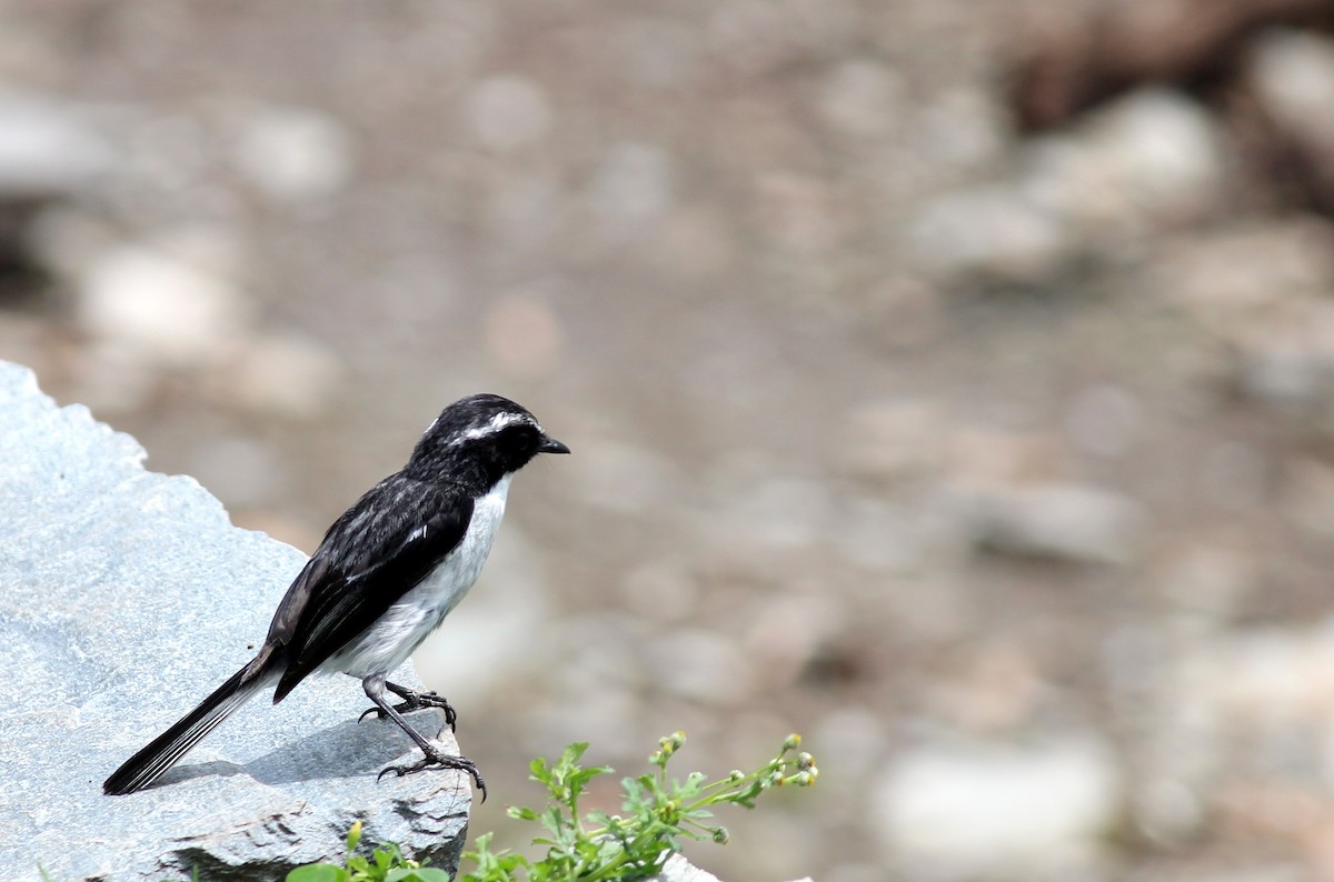 Gray Bushchat - ML589417061