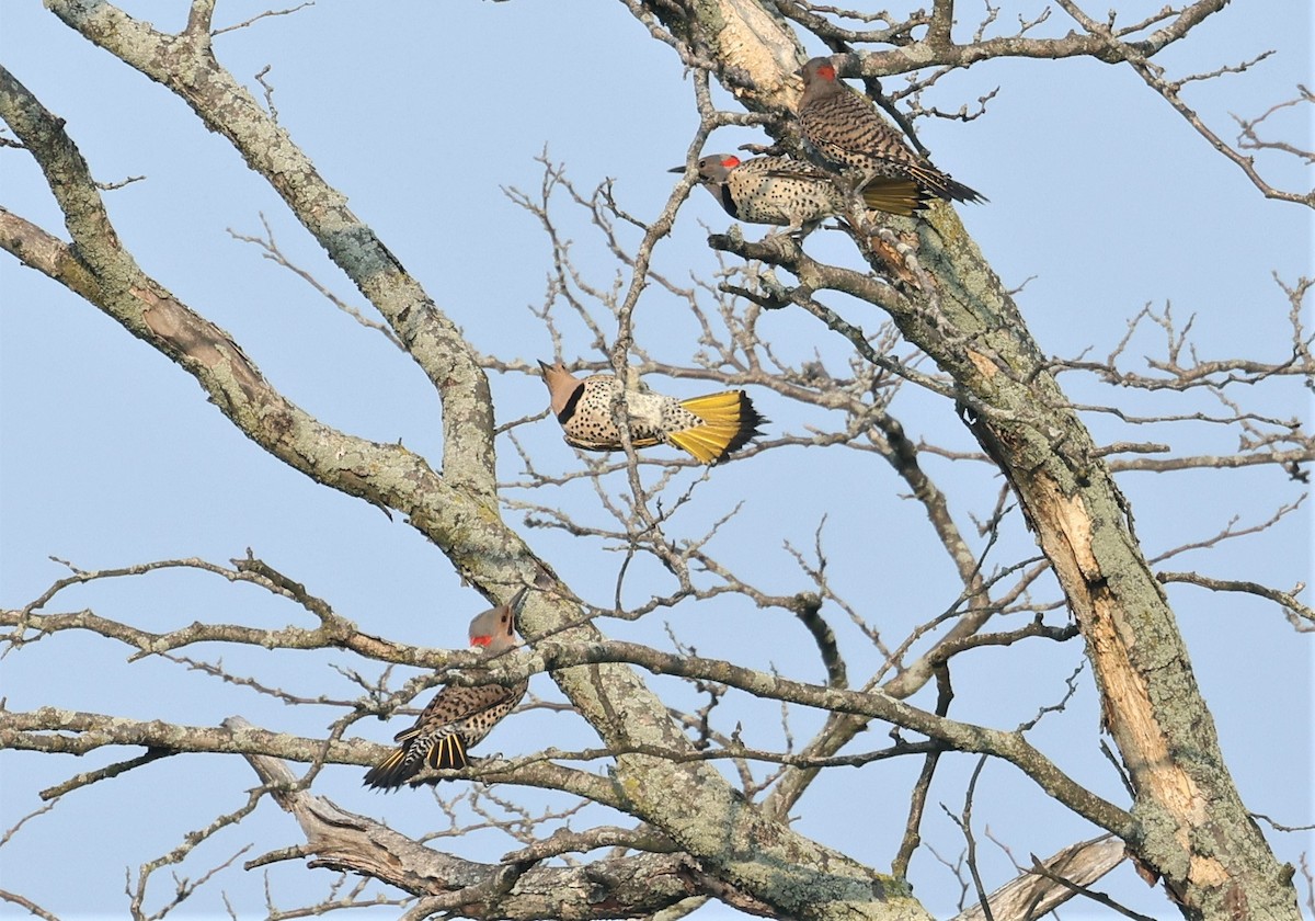 Northern Flicker - ML589417571