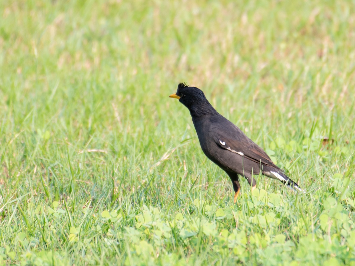 Great Myna - T I