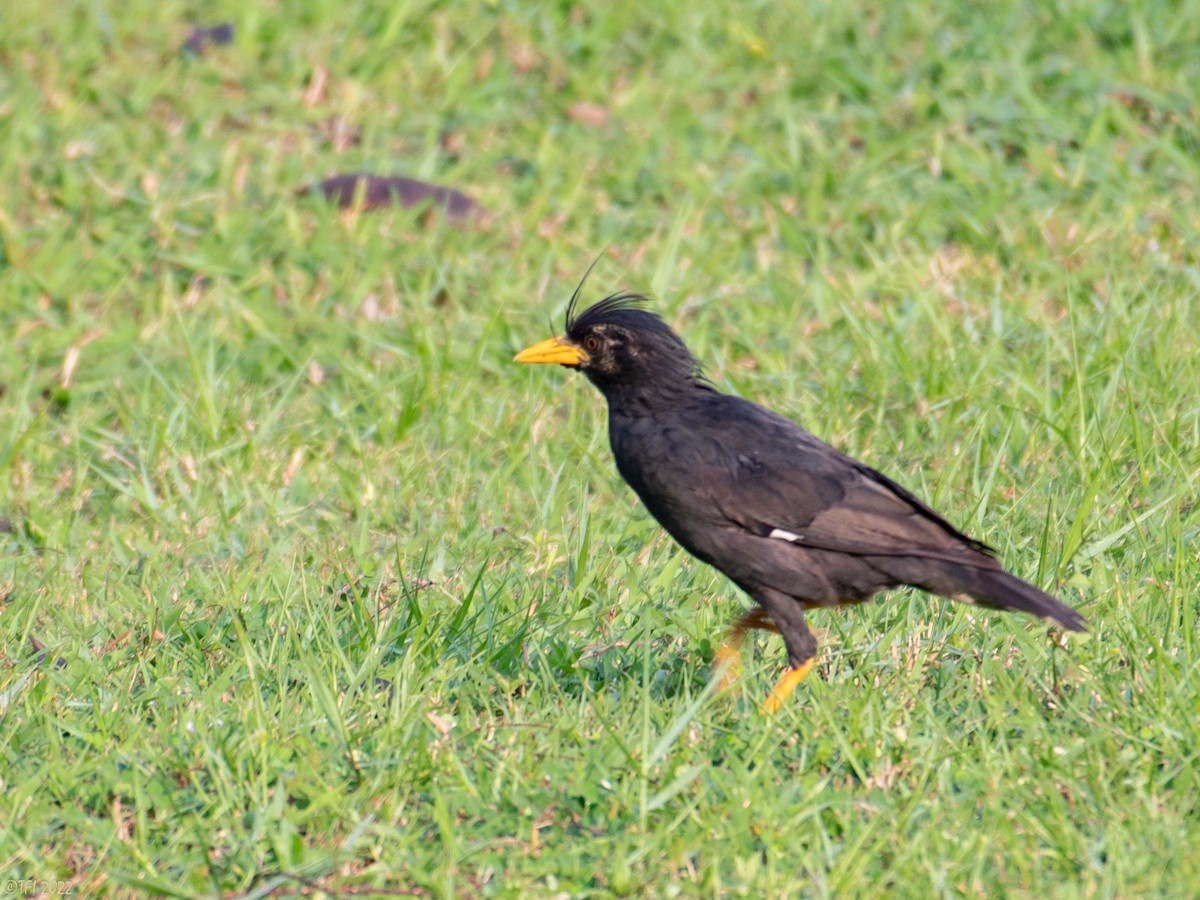 Great Myna - T I