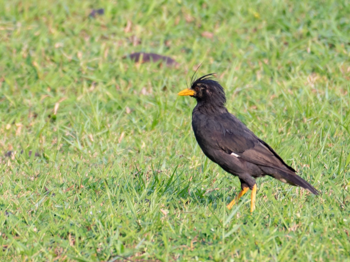 Great Myna - ML589417851