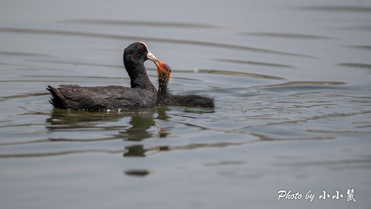 Eurasian Coot - ML589417951