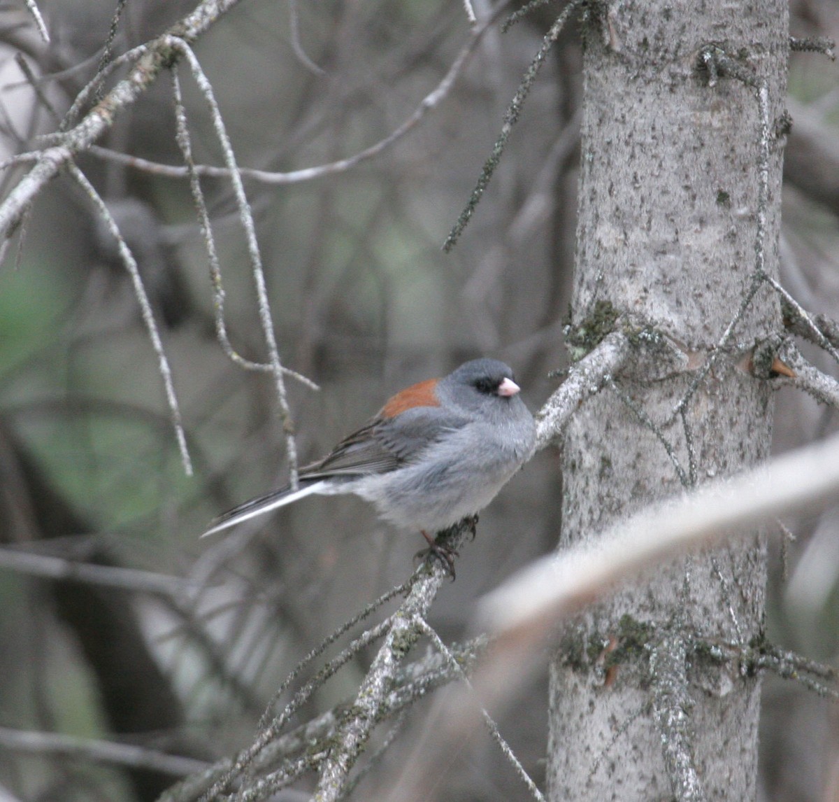 Dark-eyed Junco (Gray-headed) - ML58941801