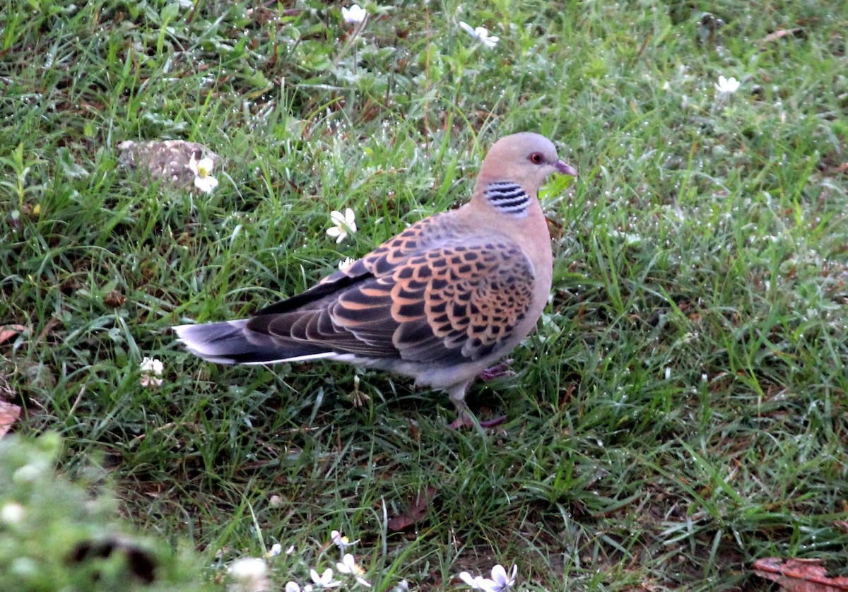 Oriental Turtle-Dove - ML589418511
