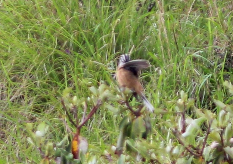 strnad viničný - ML589418691