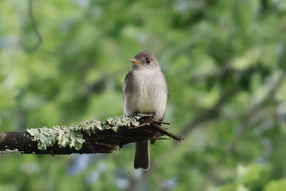 Eastern Wood-Pewee - ML589421931