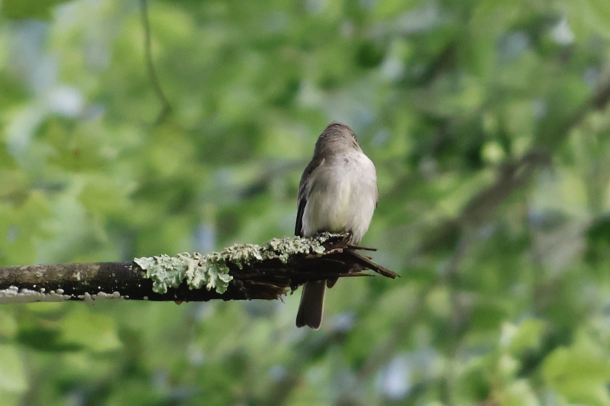 Eastern Wood-Pewee - ML589421941