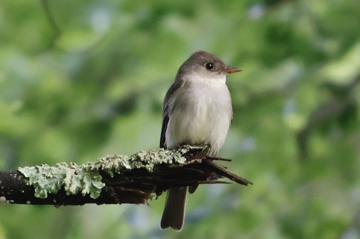 Eastern Wood-Pewee - ML589421951