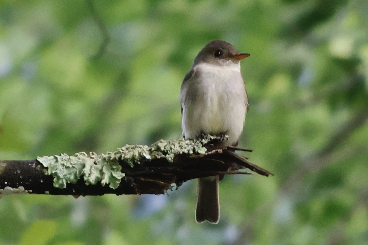 Eastern Wood-Pewee - ML589421961