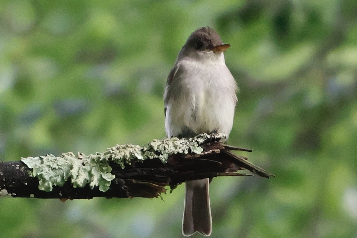 Eastern Wood-Pewee - ML589421971