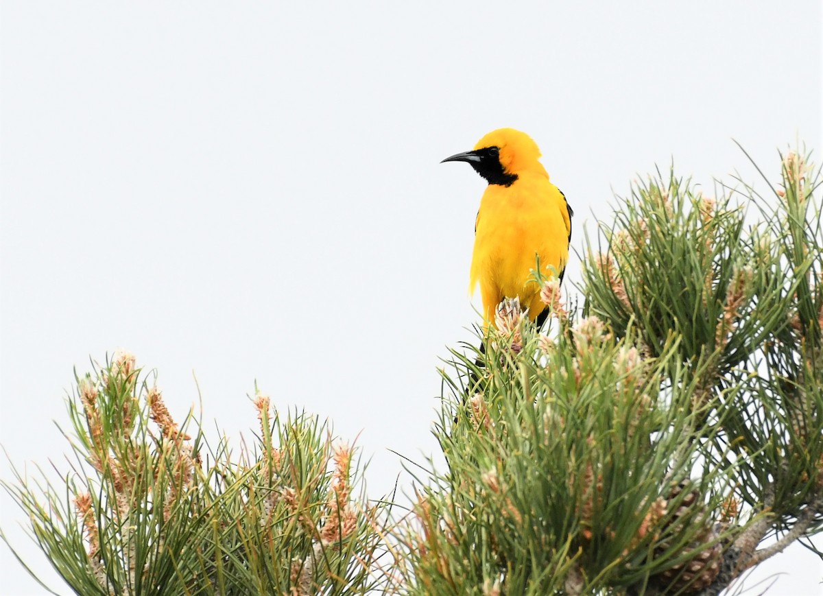 Hooded Oriole - ML589423001