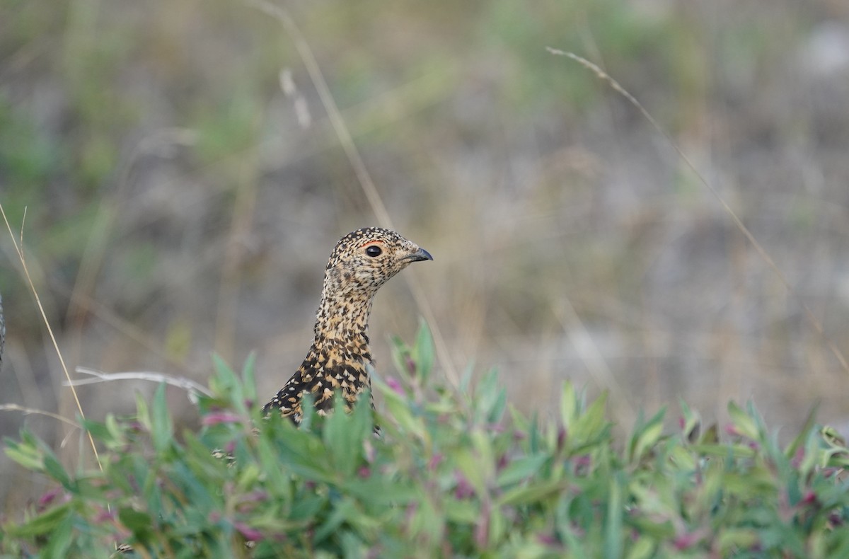 Rock Ptarmigan - ML589423281