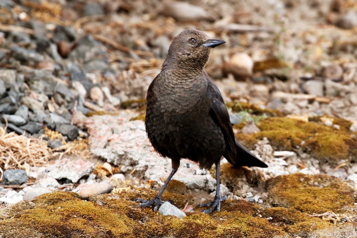 Brewer's Blackbird - ML589423531