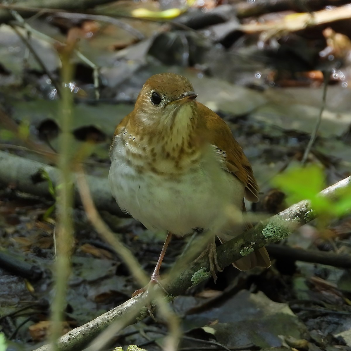 Veery - ML589423651