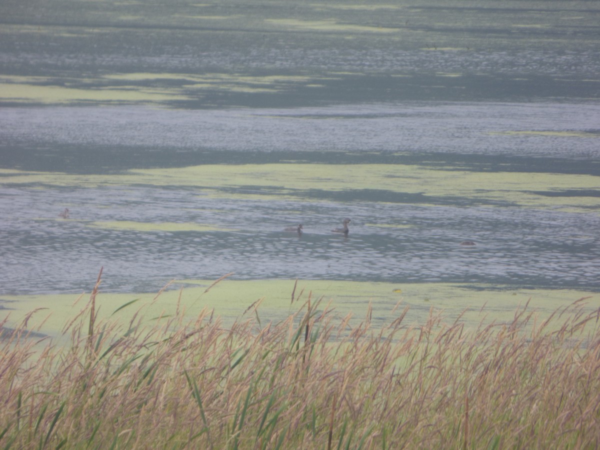 Pied-billed Grebe - ML589423851