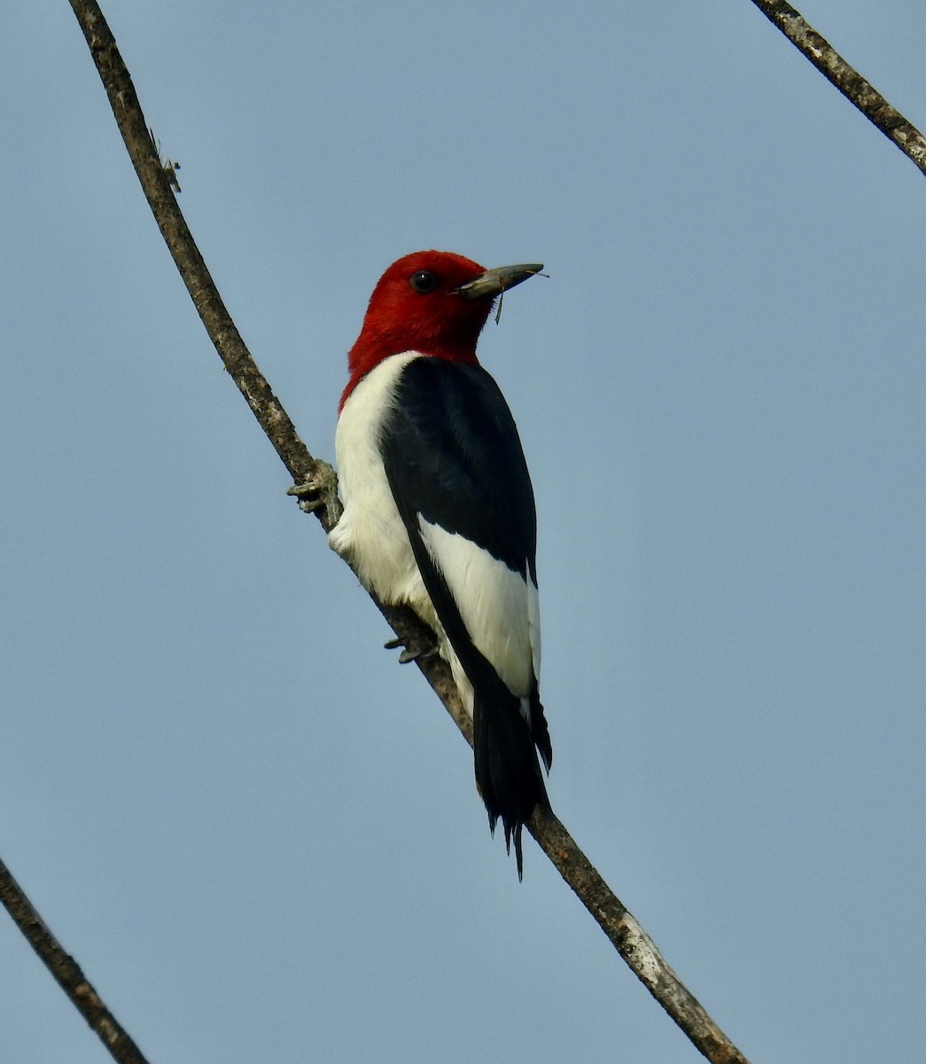 Red-headed Woodpecker - ML589423911