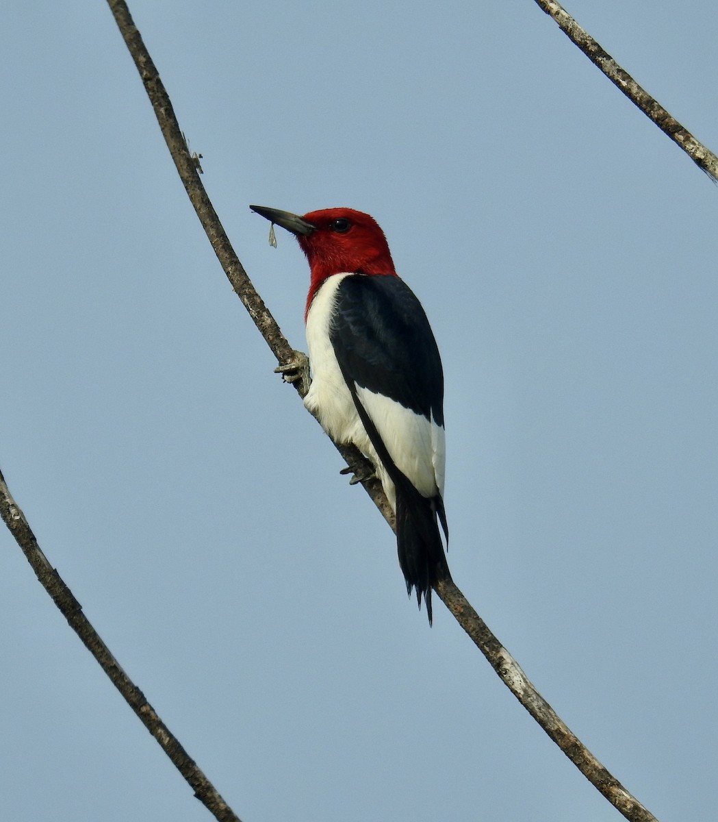Red-headed Woodpecker - ML589423921