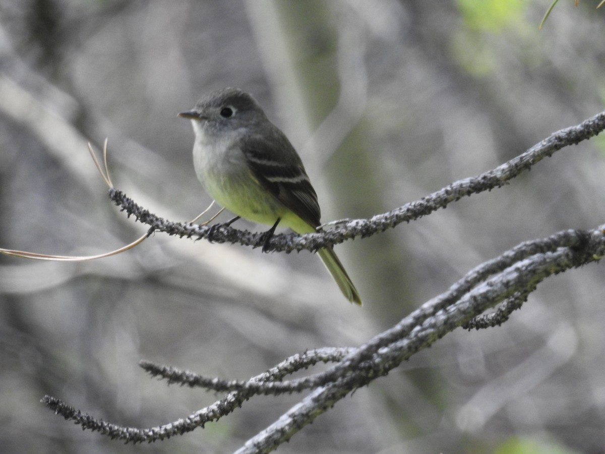 Hammond's Flycatcher - ML58942421