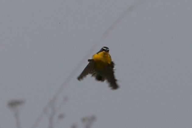 Yellow-breasted Chat - ML589424721