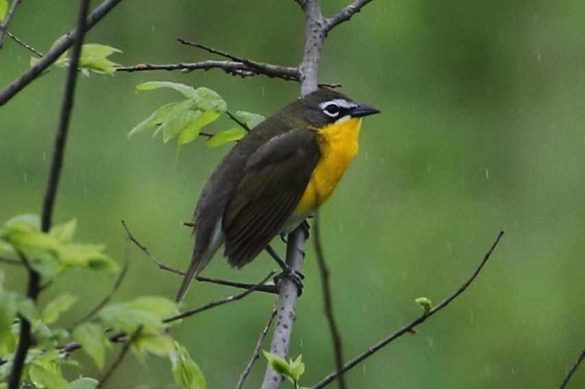 Yellow-breasted Chat - ML589424751