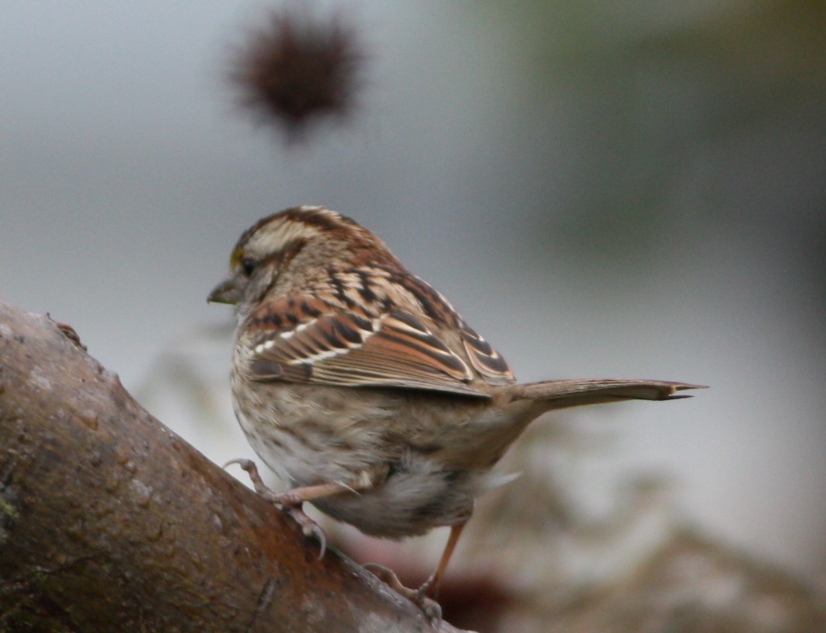 White-throated Sparrow - ML589424921