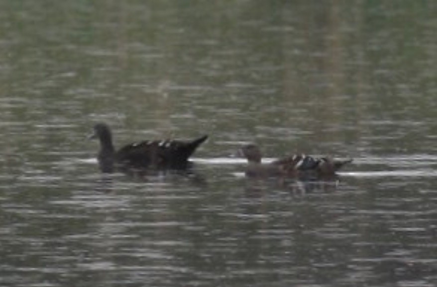 African Black Duck - ML589425501