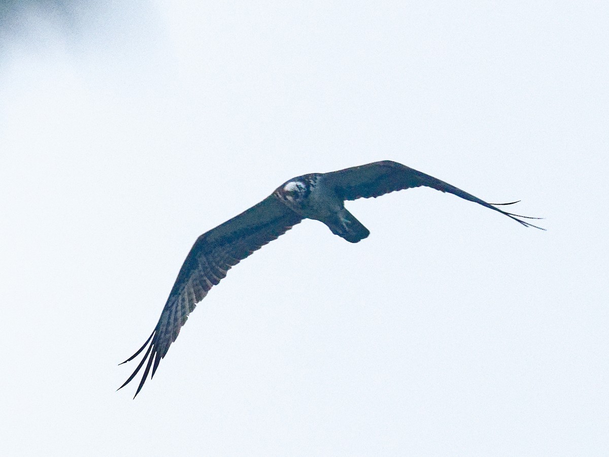 Águila Pescadora - ML589425771