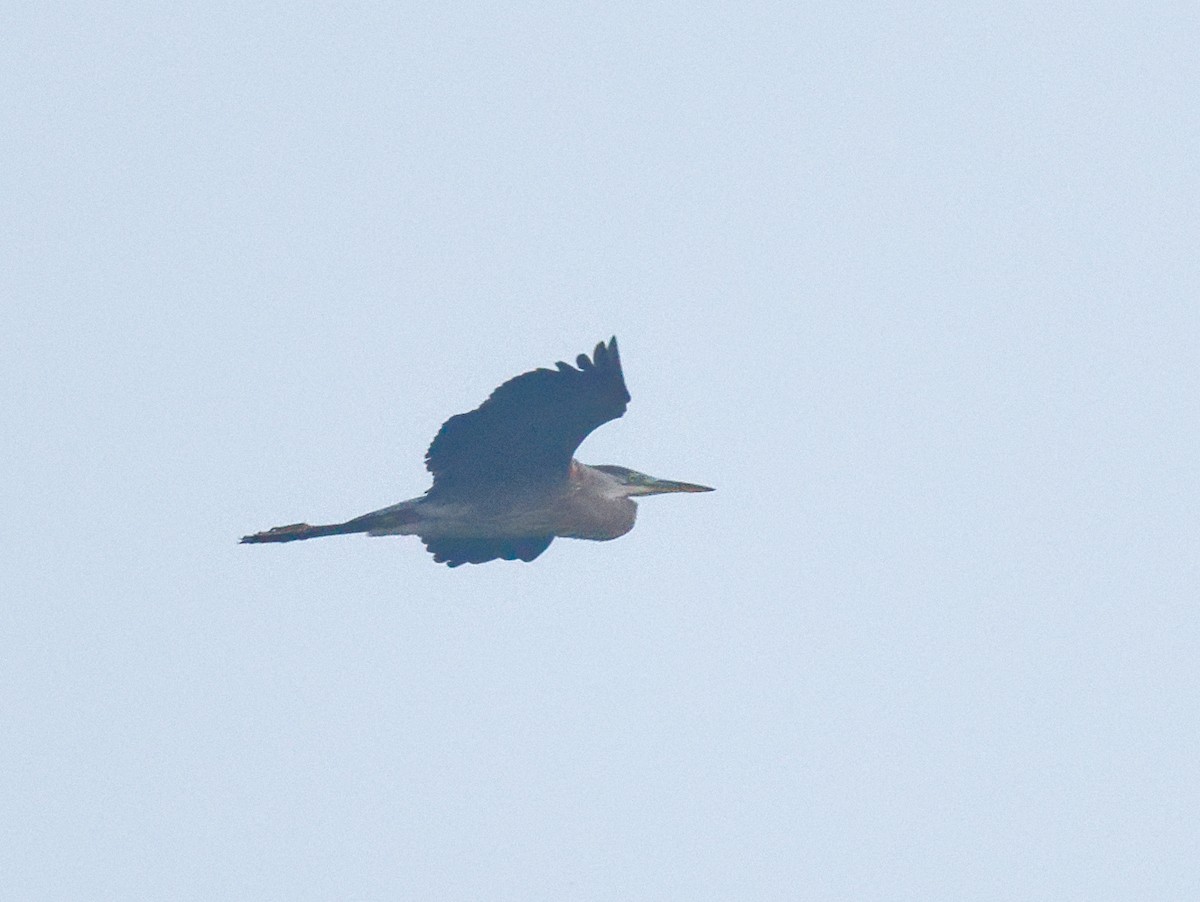 Great Blue Heron - ML589425781