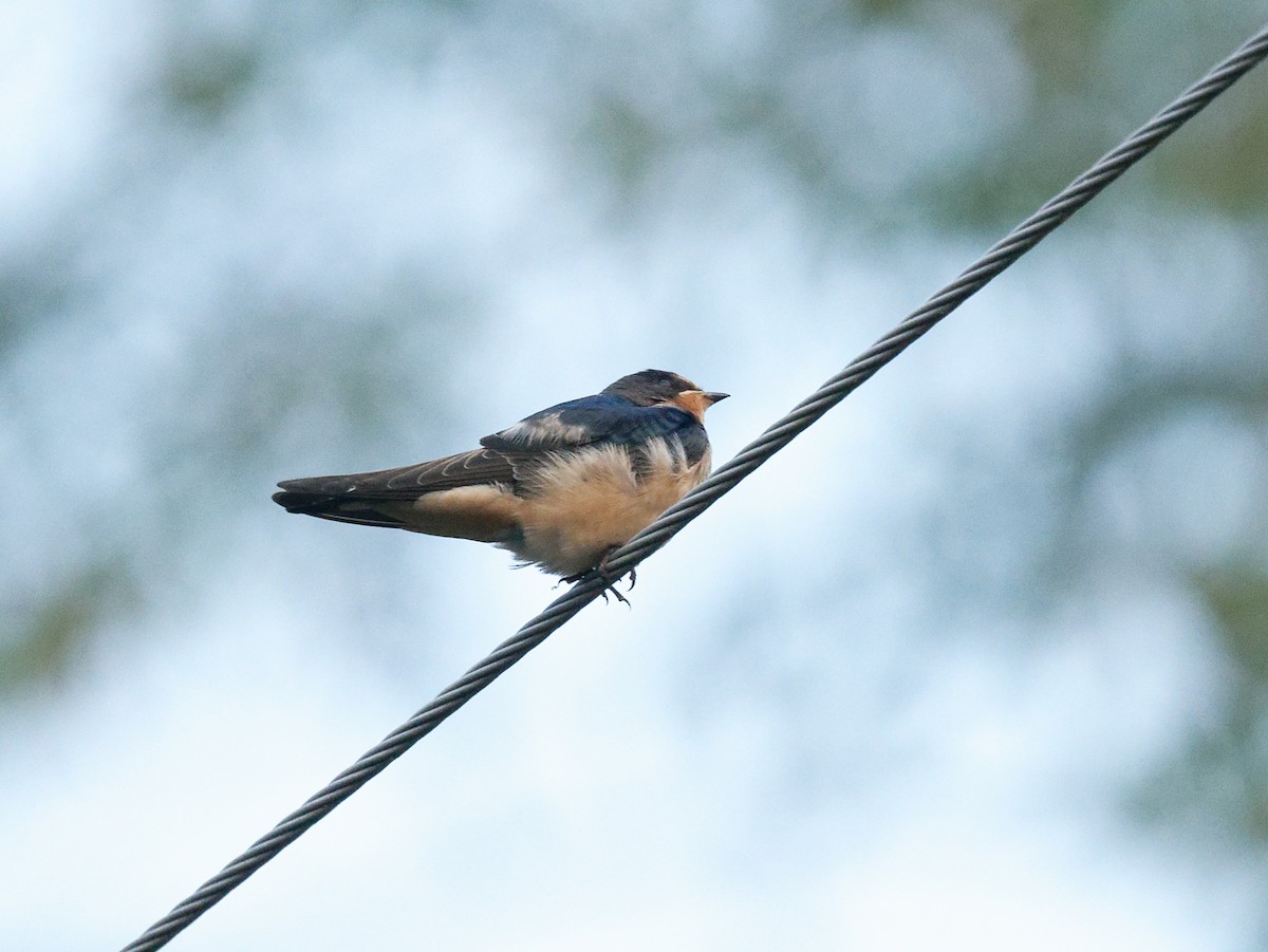 Golondrina Común - ML589425831