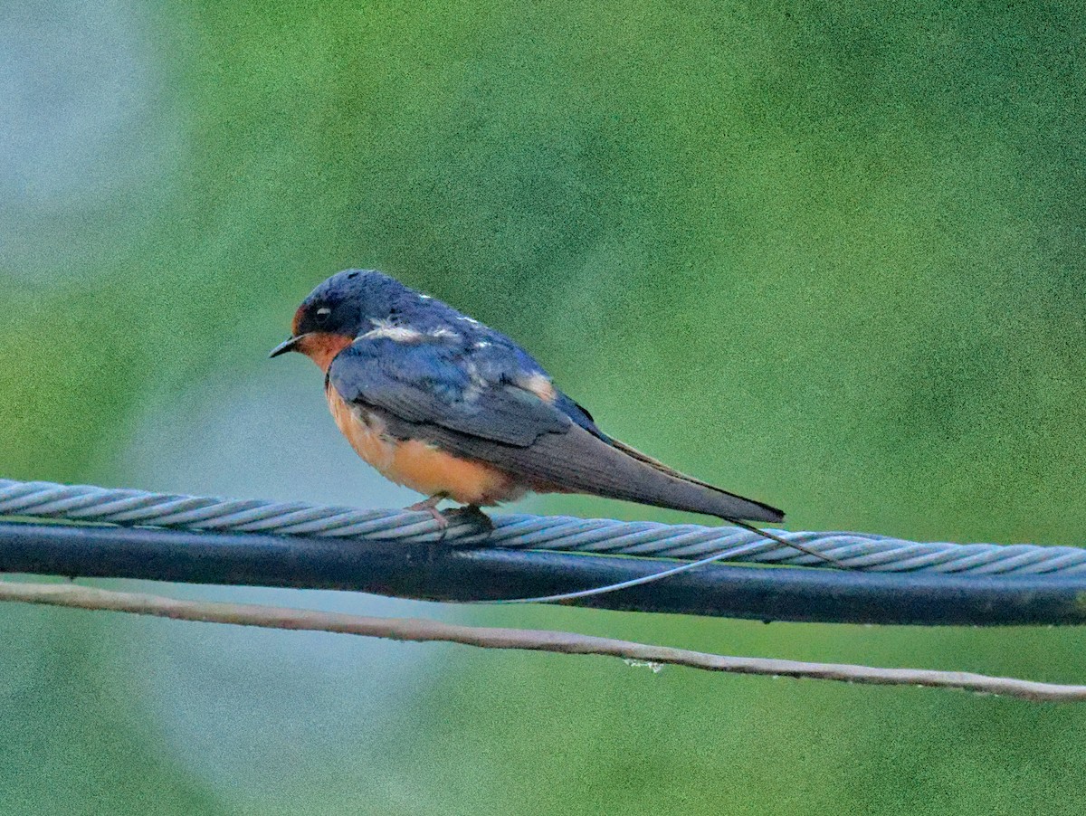 Golondrina Común - ML589425841