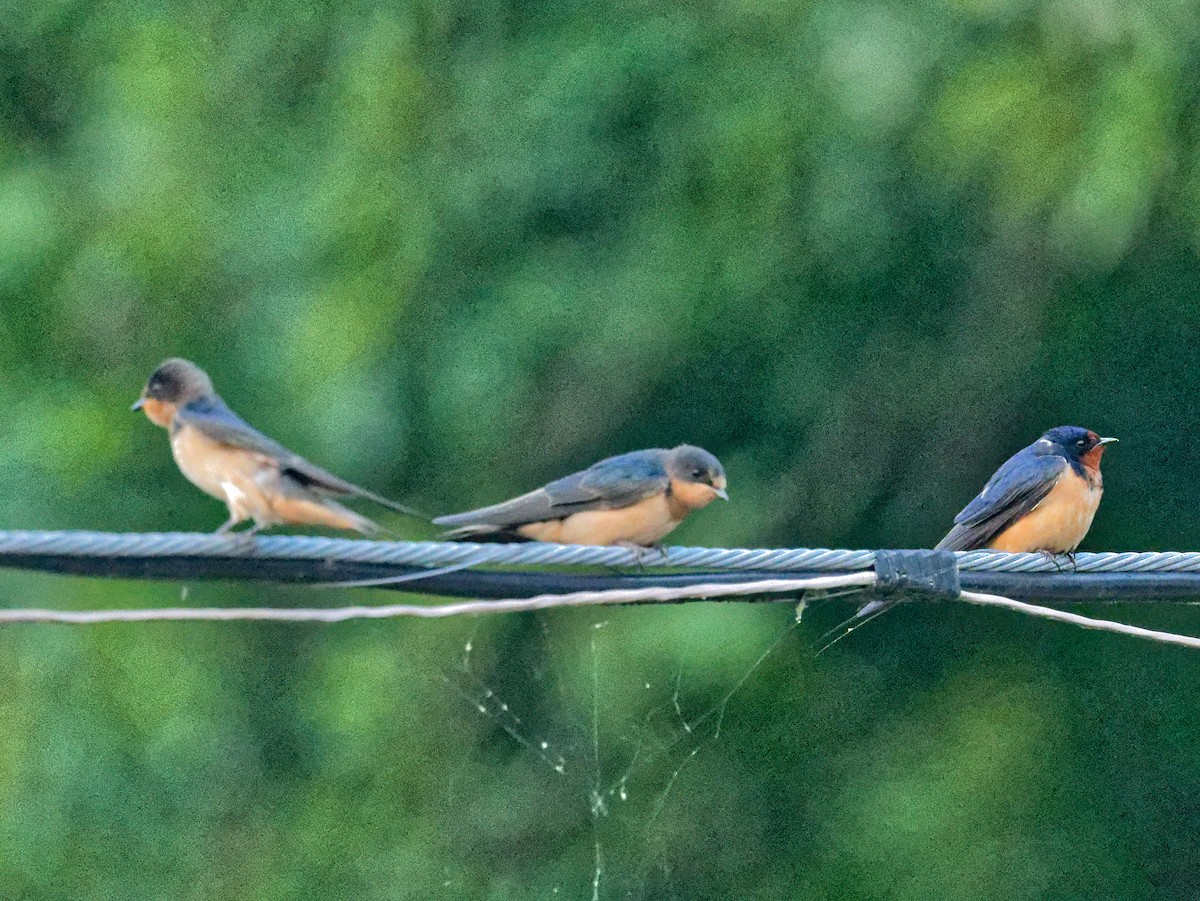 Barn Swallow - ML589425851