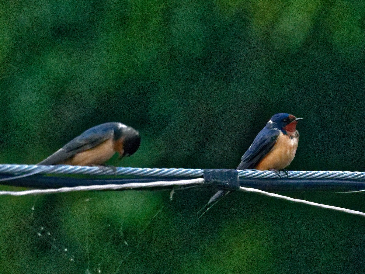 Barn Swallow - Clyde Wilson