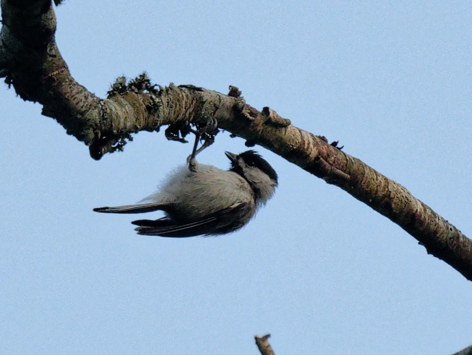 Carolina Chickadee - ML589425901