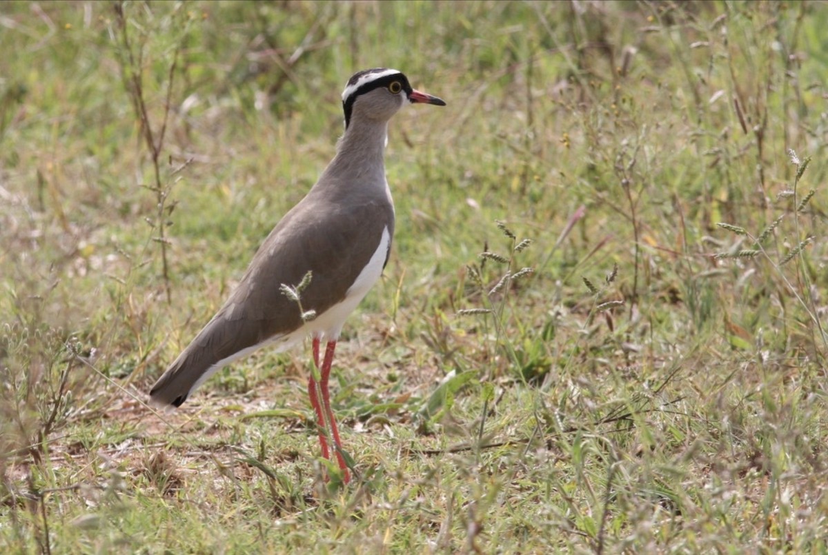Crowned Lapwing - ML589425991